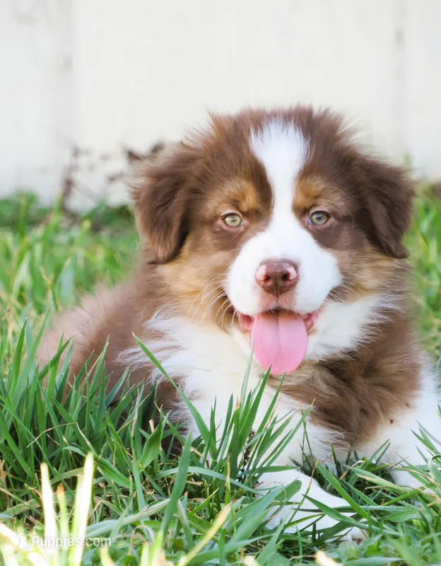 Oscar – Australian Shepherd puppy for sale in Salem, OH