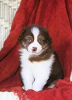 Oscar, a male Australian Shepherd for sale in Salem, OH – Photo 1 of 3