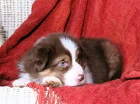 Oscar, a male Australian Shepherd for sale in Salem, OH – Photo 3 of 3