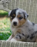 Pete, a male Australian Shepherd for sale in Salem, OH – 4 of 6