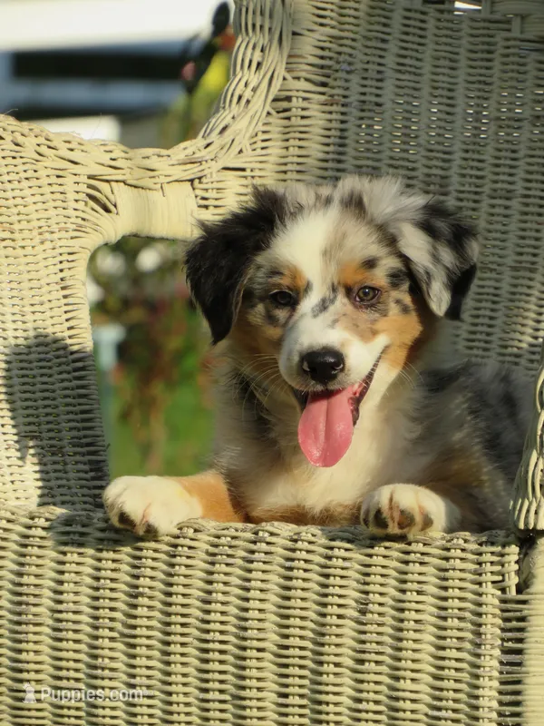 Pierce – Australian Shepherd puppy for sale in Salem, OH