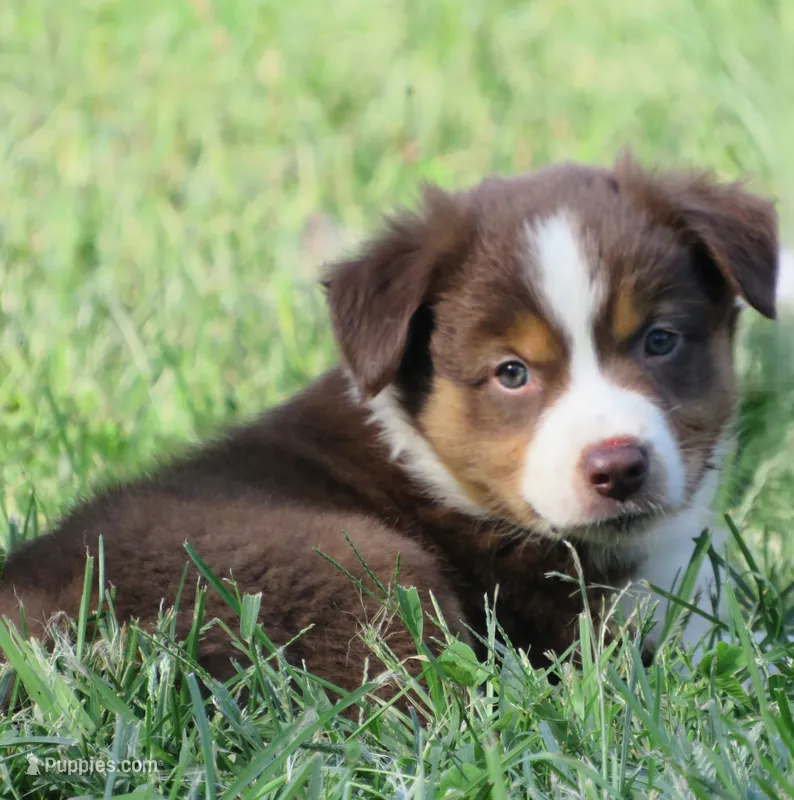 Paxton – Australian Shepherd puppy for sale in Salem, OH
