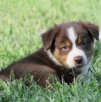 Paxton, a male Australian Shepherd for sale in Salem, OH – 1 of 5