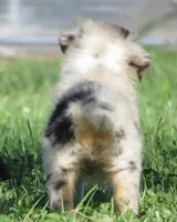 Pete, a male Australian Shepherd for sale in Salem, OH – 3 of 6