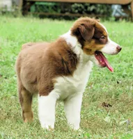 Paxton, a male Australian Shepherd for sale in Salem, OH – 2 of 9