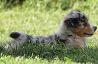 Pixie, a female Australian Shepherd for sale in Salem, OH – 3 of 4