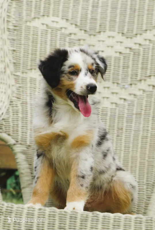 Pierce – Australian Shepherd puppy for sale in Salem, OH