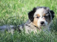 Pierce, a male Australian Shepherd for sale in Salem, OH – 3 of 5
