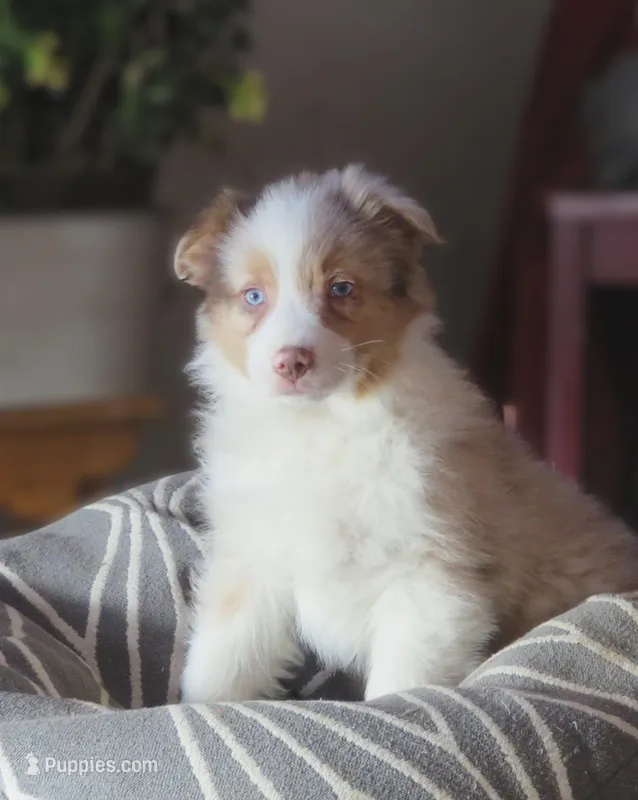 Oakley – Australian Shepherd puppy for sale in Salem, OH