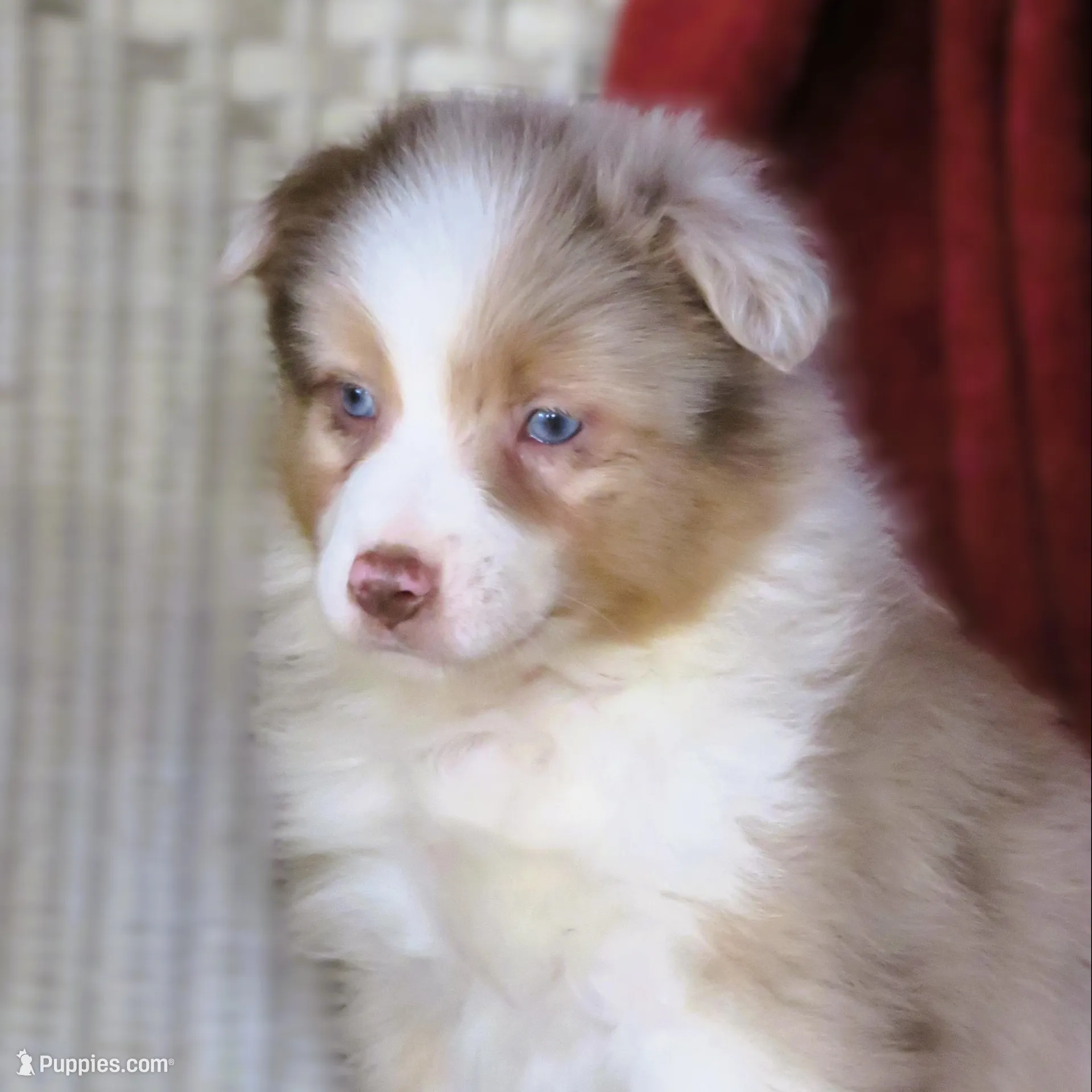 Oakley, a female Australian Shepherd for sale in Salem, OH – Photo 2 of 3