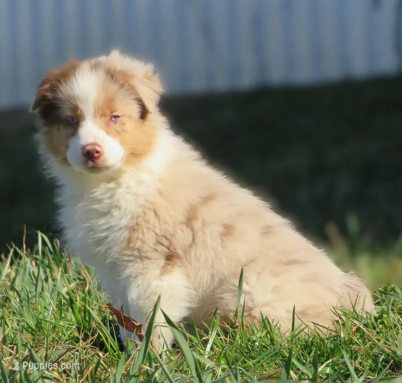 Oakley – Australian Shepherd puppy for sale in Salem, OH