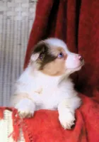 Oakley, a female Australian Shepherd for sale in Salem, OH – Photo 1 of 3