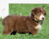 Pierre , a male Australian Shepherd for sale in Salem, OH – 3 of 4