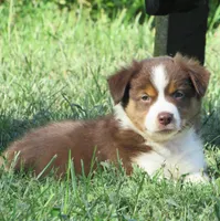 Paxton, a male Australian Shepherd for sale in Salem, OH – 3 of 5