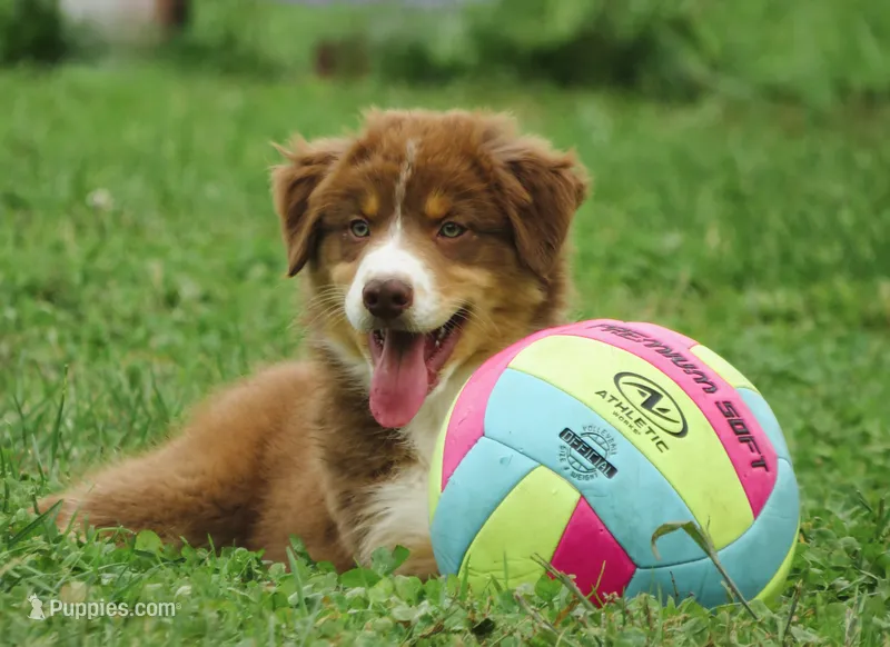 Pierre  – Australian Shepherd puppy for sale in Salem, OH