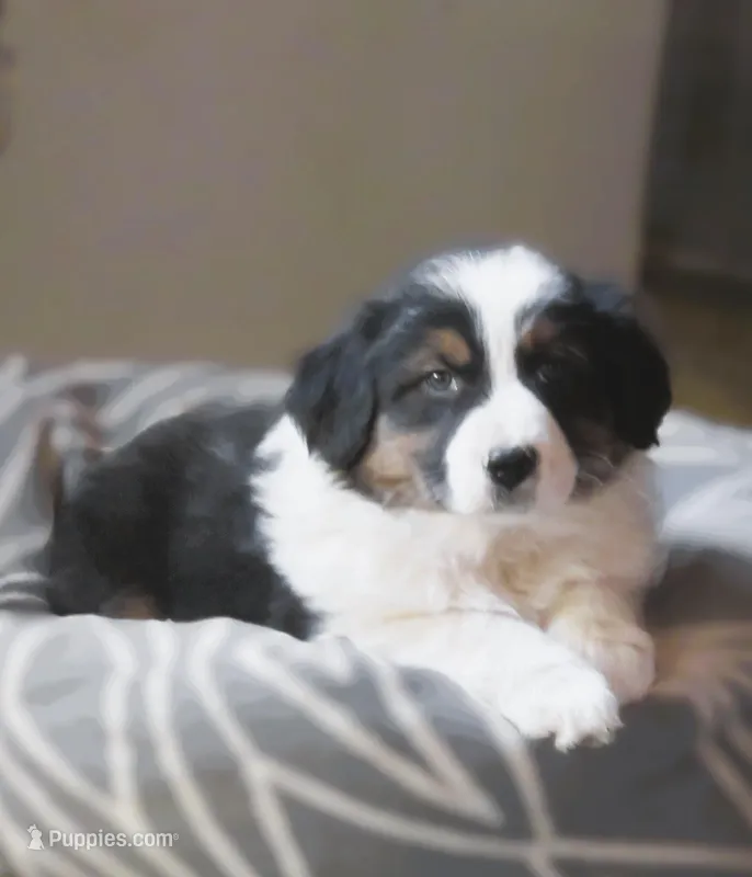 Ollie, a male Australian Shepherd for sale in Salem, OH – Photo 1 of 7