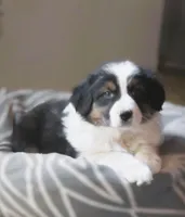 Ollie, a male Australian Shepherd for sale in Salem, OH – Photo 1 of 7