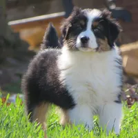 Ollie, a male Australian Shepherd for sale in Salem, OH – Photo 4 of 7