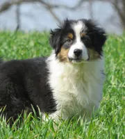 Ollie, a male Australian Shepherd for sale in Salem, OH – Photo 3 of 7