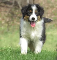 Ollie, a male Australian Shepherd for sale in Salem, OH – Photo 2 of 7
