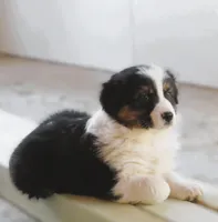 Ollie, a male Australian Shepherd for sale in Salem, OH – Photo 4 of 7