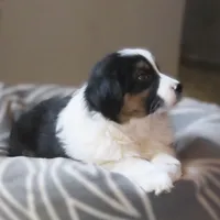 Ollie, a male Australian Shepherd for sale in Salem, OH – Photo 6 of 7