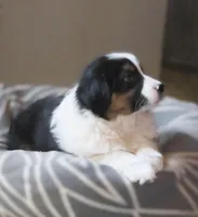 Ollie, a male Australian Shepherd for sale in Salem, OH – Photo 2 of 7