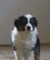 Ollie, a male Australian Shepherd for sale in Salem, OH – Photo 3 of 7