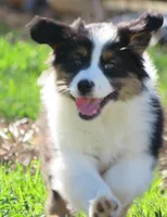 Ollie, a male Australian Shepherd for sale in Salem, OH – Photo 5 of 7
