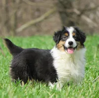 Ollie, a male Australian Shepherd for sale in Salem, OH – Photo 1 of 7
