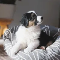 Ollie, a male Australian Shepherd for sale in Salem, OH – Photo 7 of 7