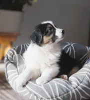 Ollie, a male Australian Shepherd for sale in Salem, OH – Photo 7 of 7