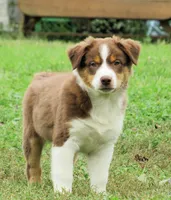 Paxton, a male Australian Shepherd for sale in Salem, OH – 1 of 9