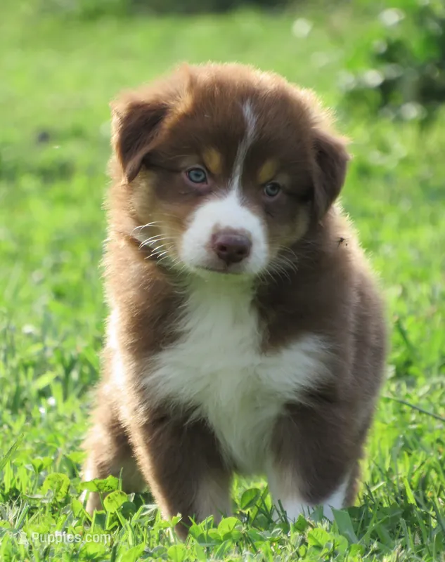 Pierre  – Australian Shepherd puppy for sale in Salem, OH
