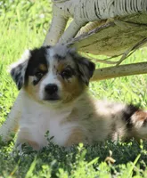 Pete, a male Australian Shepherd for sale in Salem, OH – 2 of 6