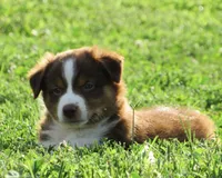 Paxton, a male Australian Shepherd for sale in Salem, OH – 5 of 5