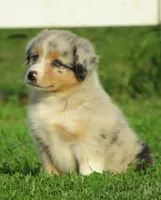 Paige, a female Australian Shepherd for sale in Salem, OH – 2 of 6