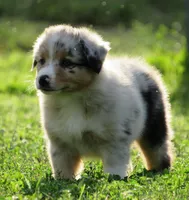 Paige, a female Australian Shepherd for sale in Salem, OH – 6 of 6