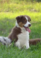 Paxton, a male Australian Shepherd for sale in Salem, OH – 4 of 9