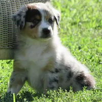 Pete, a male Australian Shepherd for sale in Salem, OH – 5 of 6