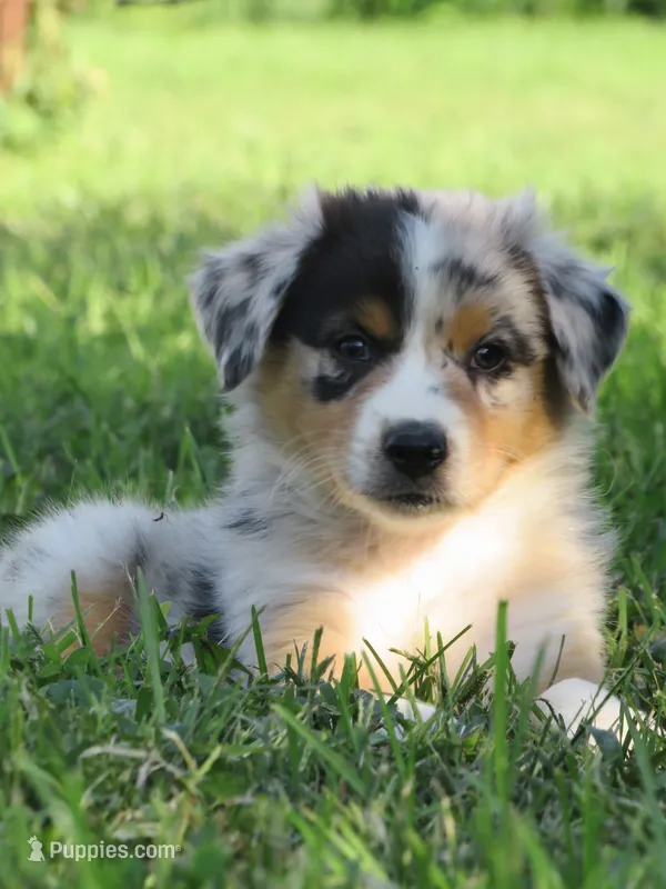 Pete – Australian Shepherd puppy for sale in Salem, OH