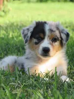 Pete, a male Australian Shepherd for sale in Salem, OH – 1 of 6