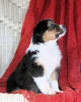 Oxford, a male Australian Shepherd for sale in Salem, OH – Photo 4 of 4