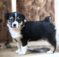 Oxford, a male Australian Shepherd for sale in Salem, OH – Photo 2 of 4