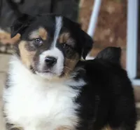 Oxford, a male Australian Shepherd for sale in Salem, OH – Photo 3 of 4