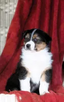 Oxford, a male Australian Shepherd for sale in Salem, OH – Photo 1 of 4