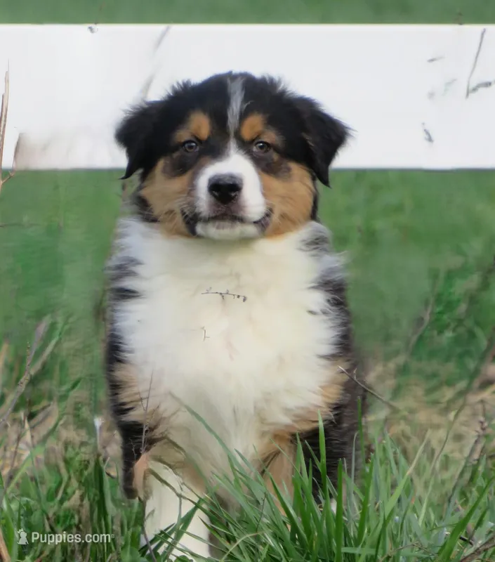 Oxford – Australian Shepherd puppy for sale in Salem, OH
