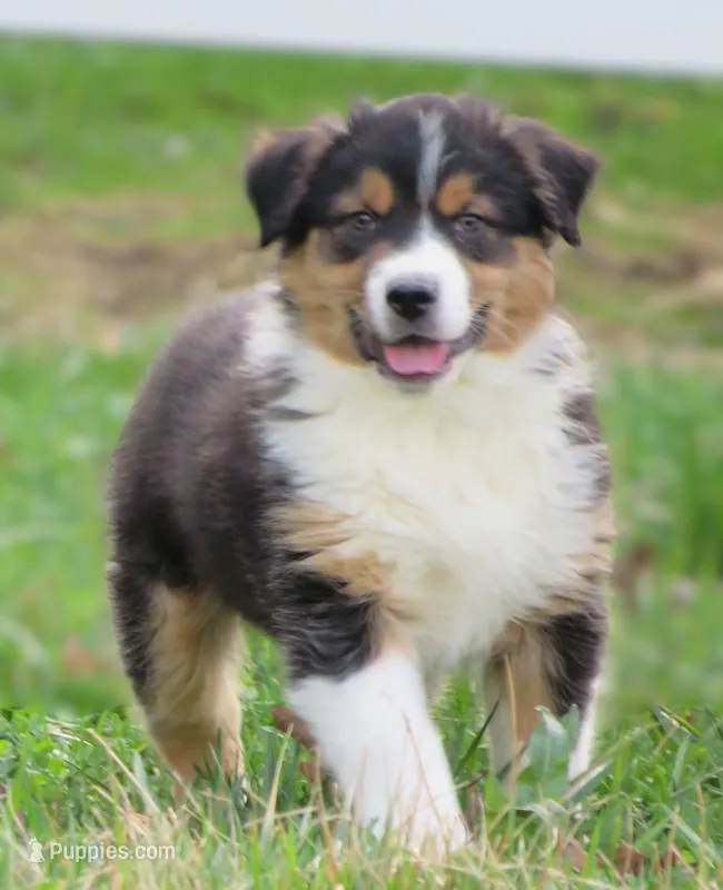Oxford – Australian Shepherd puppy for sale in Salem, OH
