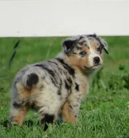 Pixie, a female Australian Shepherd for sale in Salem, OH – 2 of 4