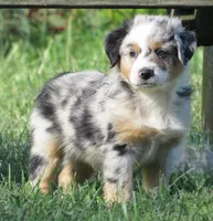 Pierce, a male Australian Shepherd for sale in Salem, OH – 5 of 5